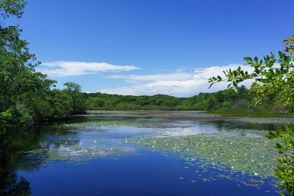 A still pond covered in water lilies, ringed by green woods under a blue sky at Beech Forest in Provincetown