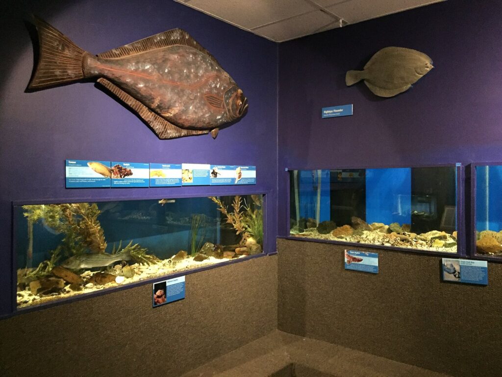 Aquarium tanks and mounted fish models in a dimly lit exhibit room at the Cape Cod Museum of Natural History