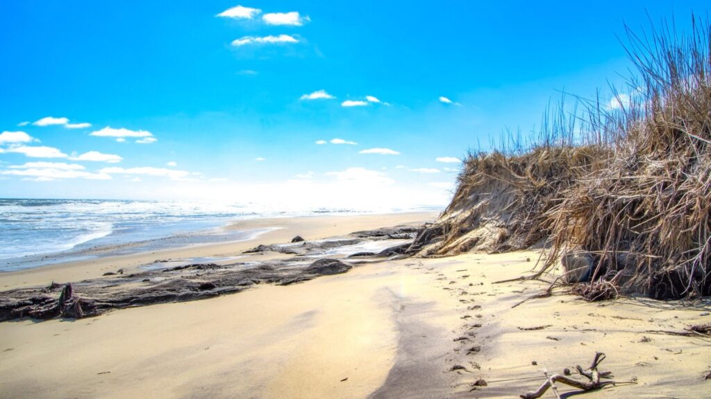 Dune grass above wide sand and breaking surf at Coast Guard Beach in Eastham