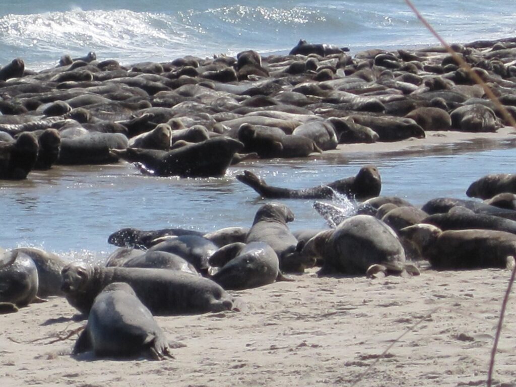 Dozens of gray seals hauled out on the sand at the water's edge on South Monomoy Island