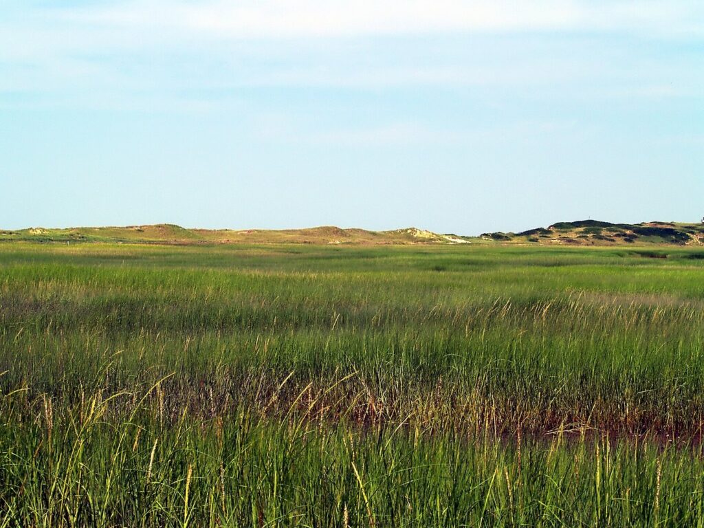 Tall green marsh grass in the foreground and low dunes on the horizon on the walk out to Great Island in Wellfleet