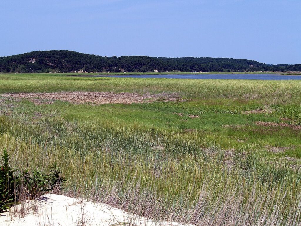 Salt marsh grasses stretching toward the wooded heights of Great Island under a blue sky in Wellfleet