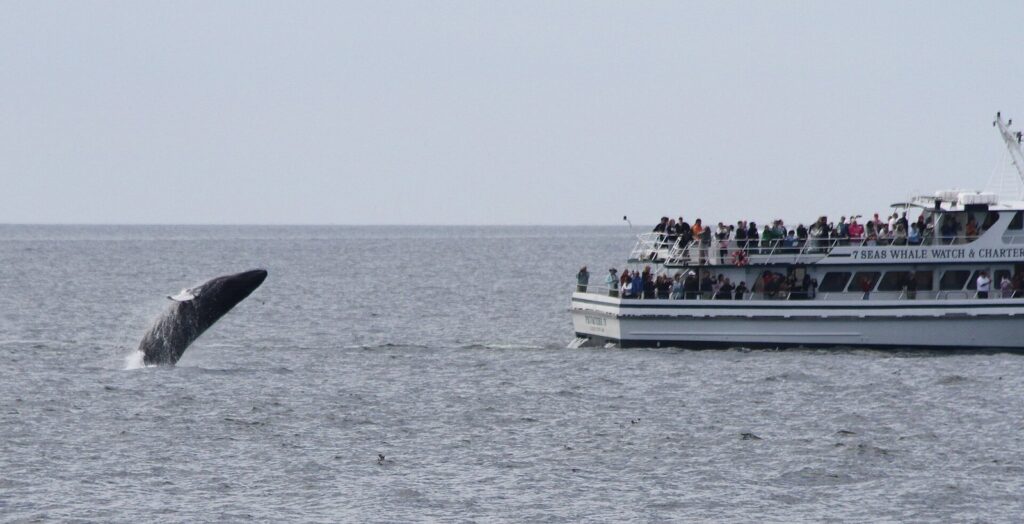 A humpback whale leaping out of gray water near a crowded whale-watch boat on Stellwagen Bank