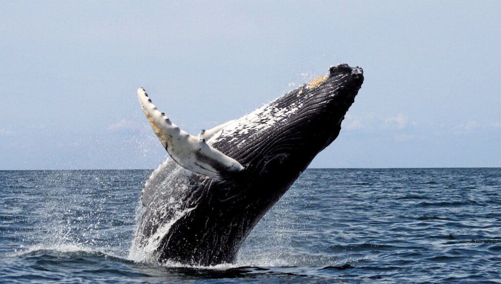 A humpback whale breaching clear of the water with a long white flipper raised, on Stellwagen Bank