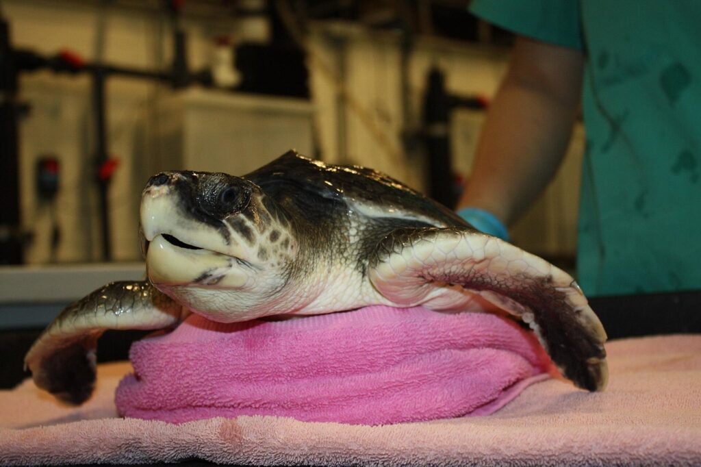 A Kemp's ridley sea turtle resting on a pink towel during rehabilitation