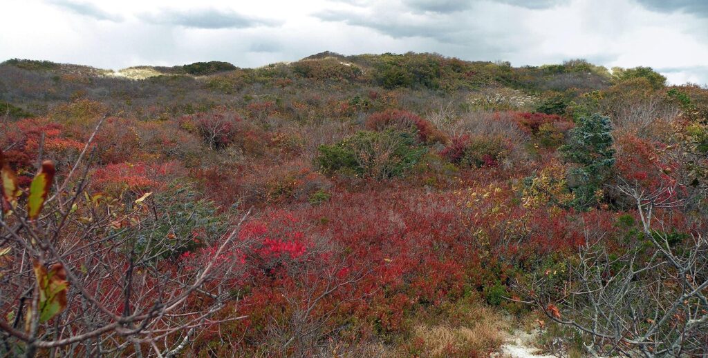 Sandy Neck's dunes covered in red and green shrubs under a gray October sky