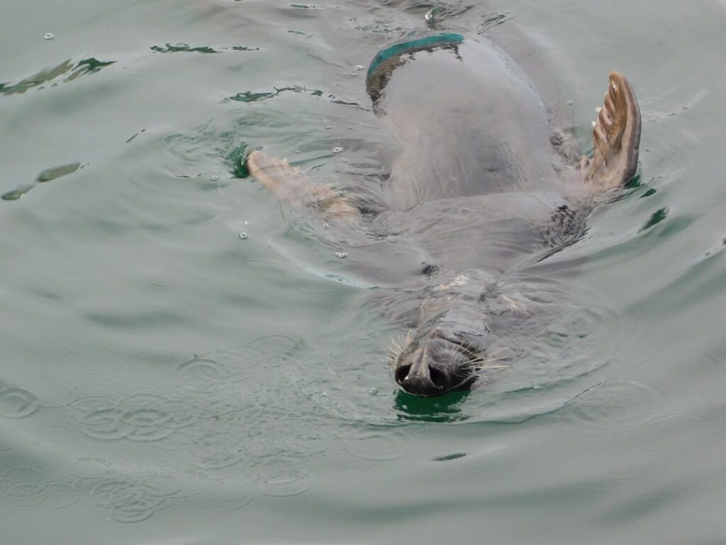 A seal floating on its back in green harbor water with its flippers raised
