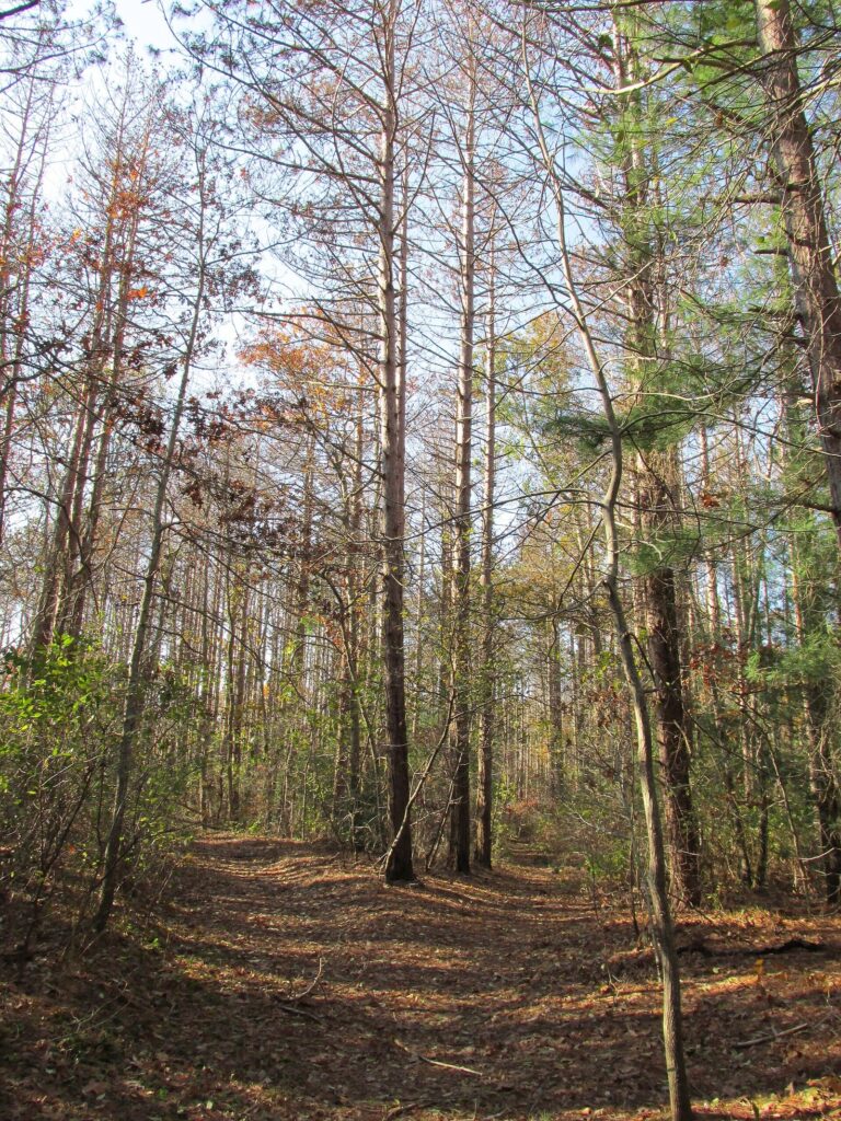 A leaf-covered woodland path between tall pines and bare oaks at Shawme-Crowell State Forest in Sandwich