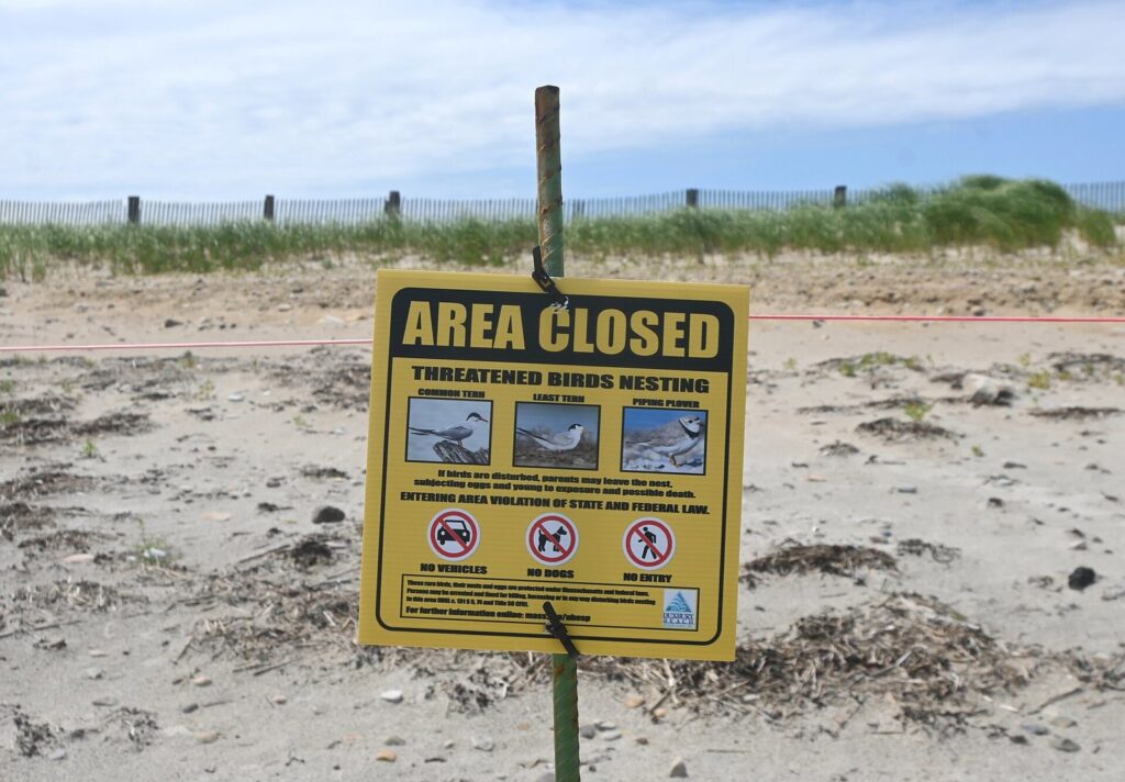 A yellow Area Closed sign for threatened nesting birds on a fenced stretch of beach below the dune grass