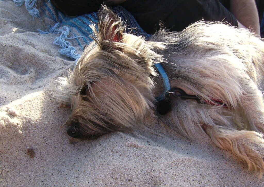 A small shaggy terrier with a blue collar resting on soft beach sand