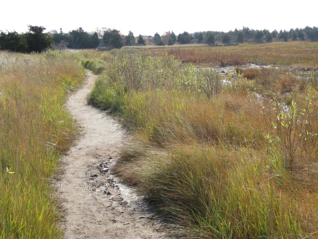 A sandy footpath winding through golden marsh grasses toward pine woods at Wellfleet Bay Wildlife Sanctuary